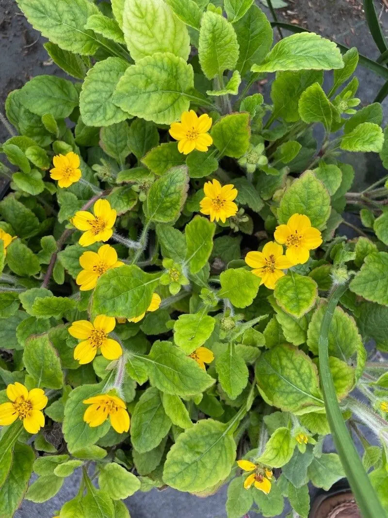 Yellow Chrysogonum flowers in bloom
