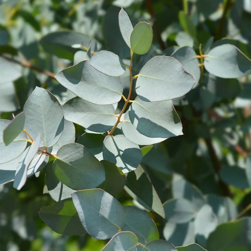 Cider Gum Eucalyptus tree growing in garden
