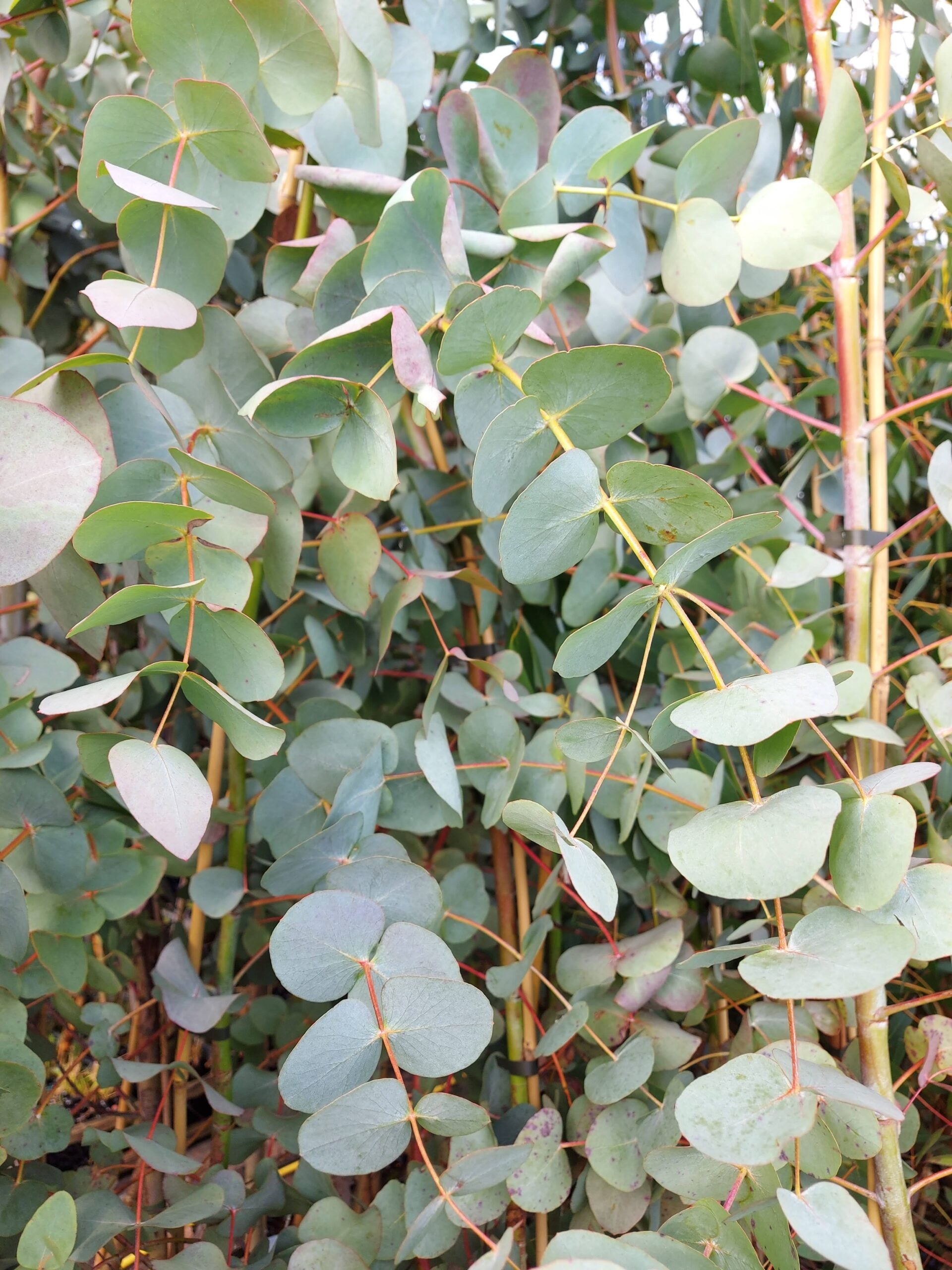 Silver Eucalyptus Plant Seeds For Gardening And Planting: Grow Your Own Beautiful Trees!