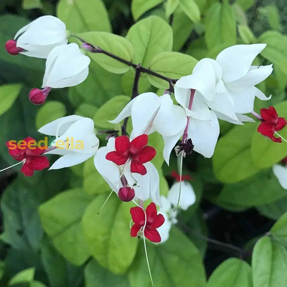 White Red Clerodendrum Thomsonii seeds for planting