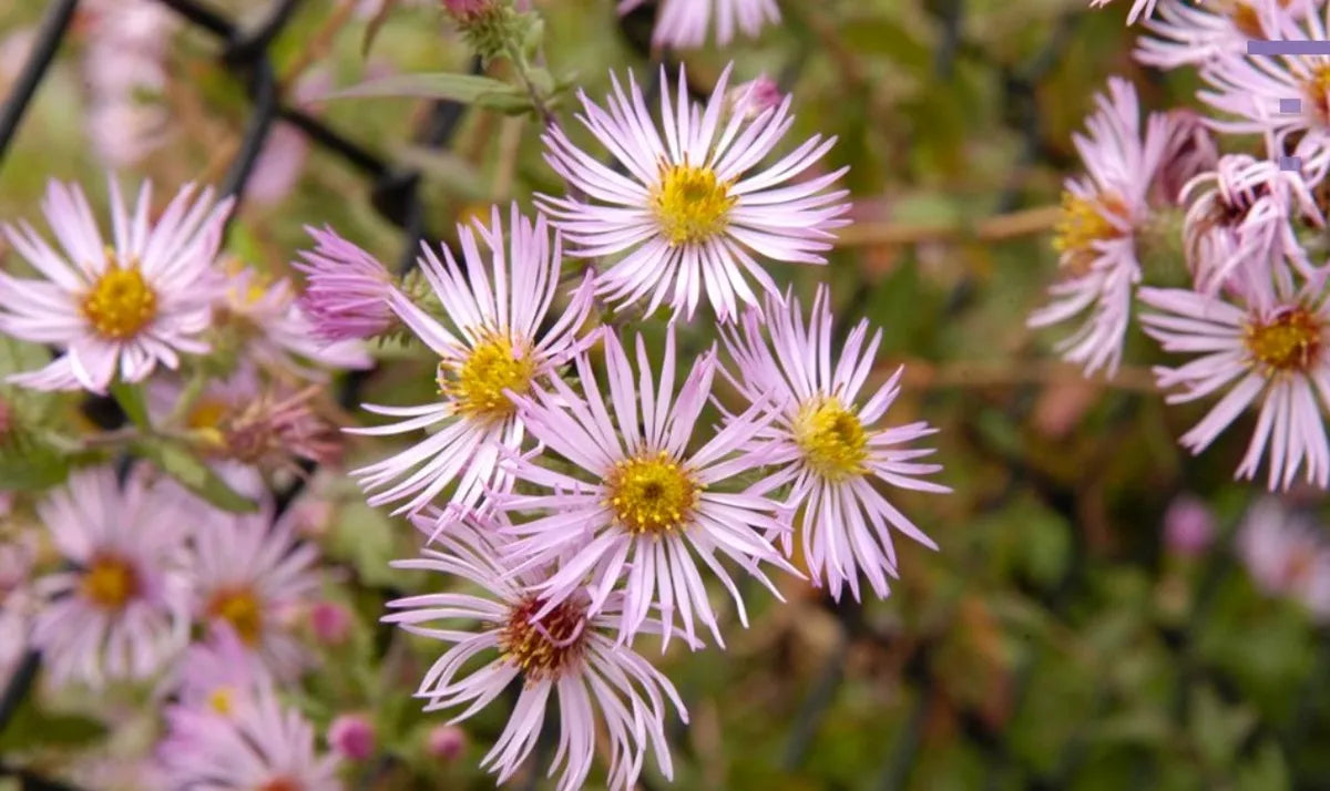 Climbing Aster Seeds For Planting Flower