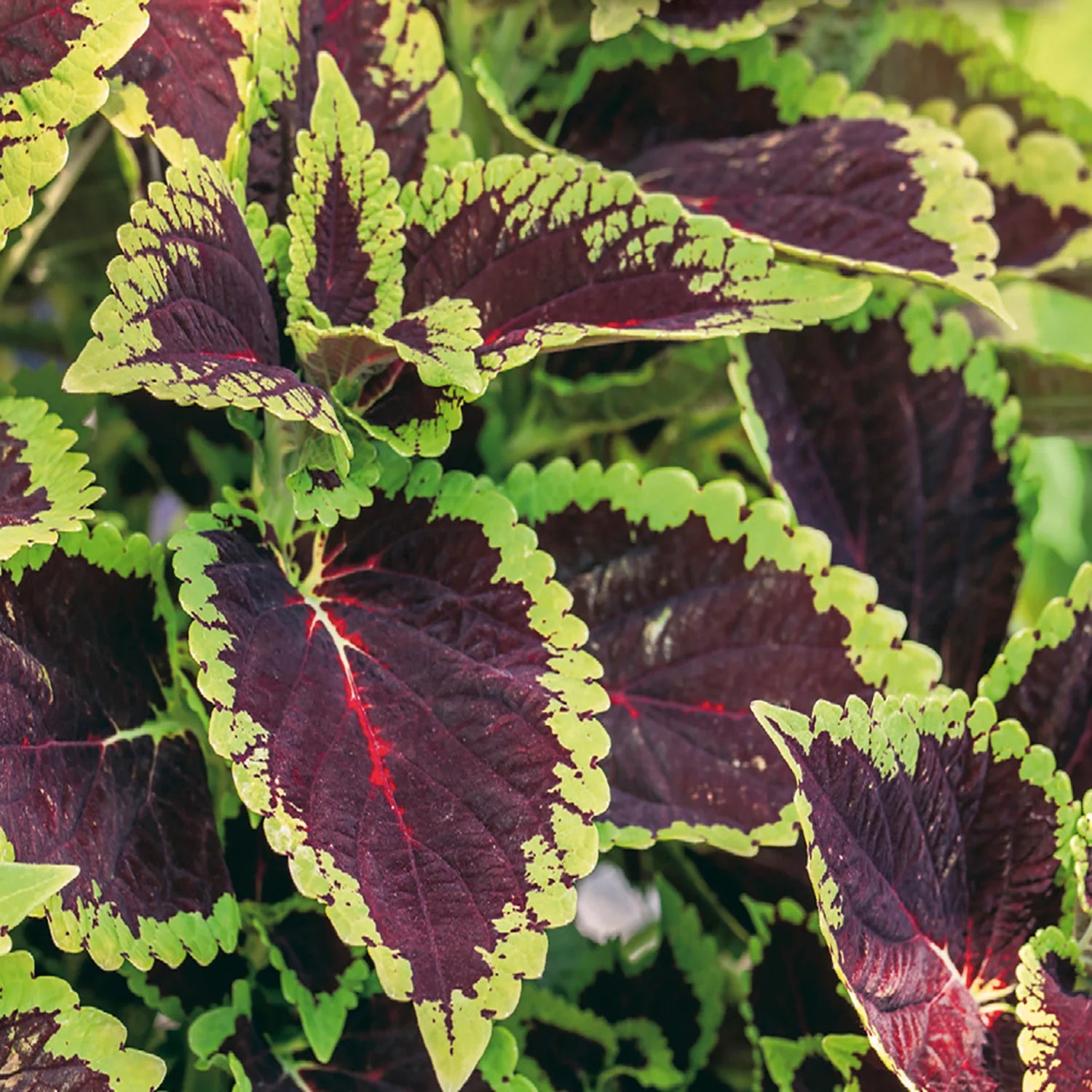 Green and black foliage coleus seeds for gardens
