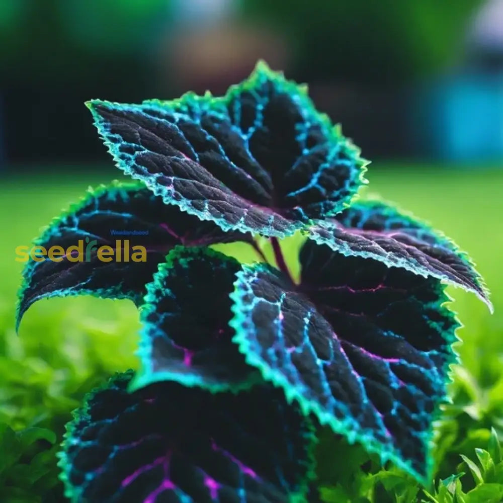 Non GMO coleus green and black seeds