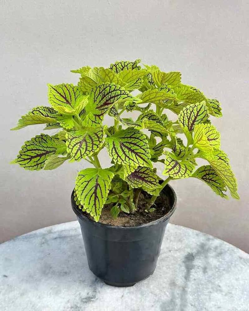 Ornamental coleus green & black seeds for landscapes