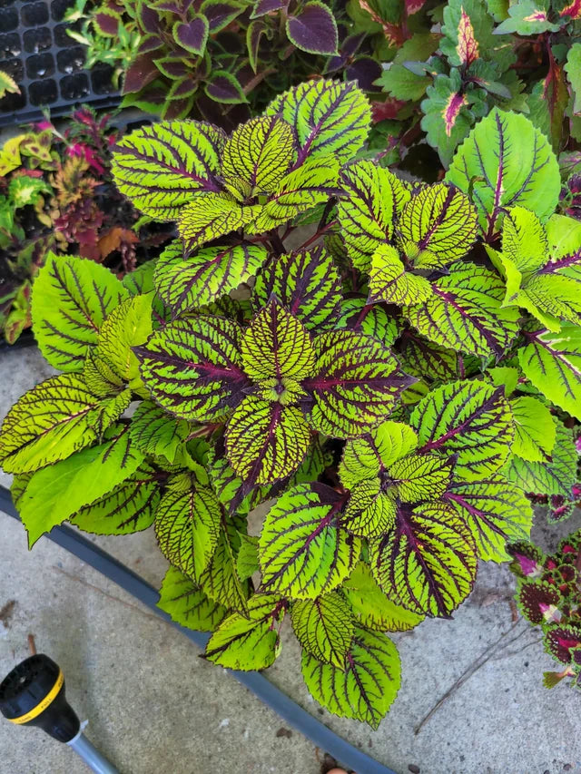 Green and black coleus seeds for planting
