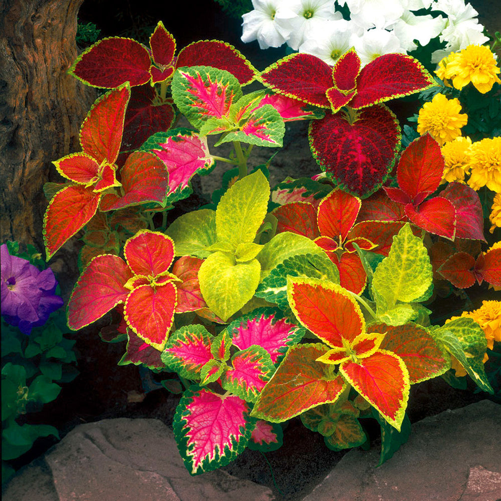Mixed Color Coleus Flower seeds for Planting - Sun Loving, Heirloom & GMO Free Seeds for Home Garden
 
 Sale for planting in home garden