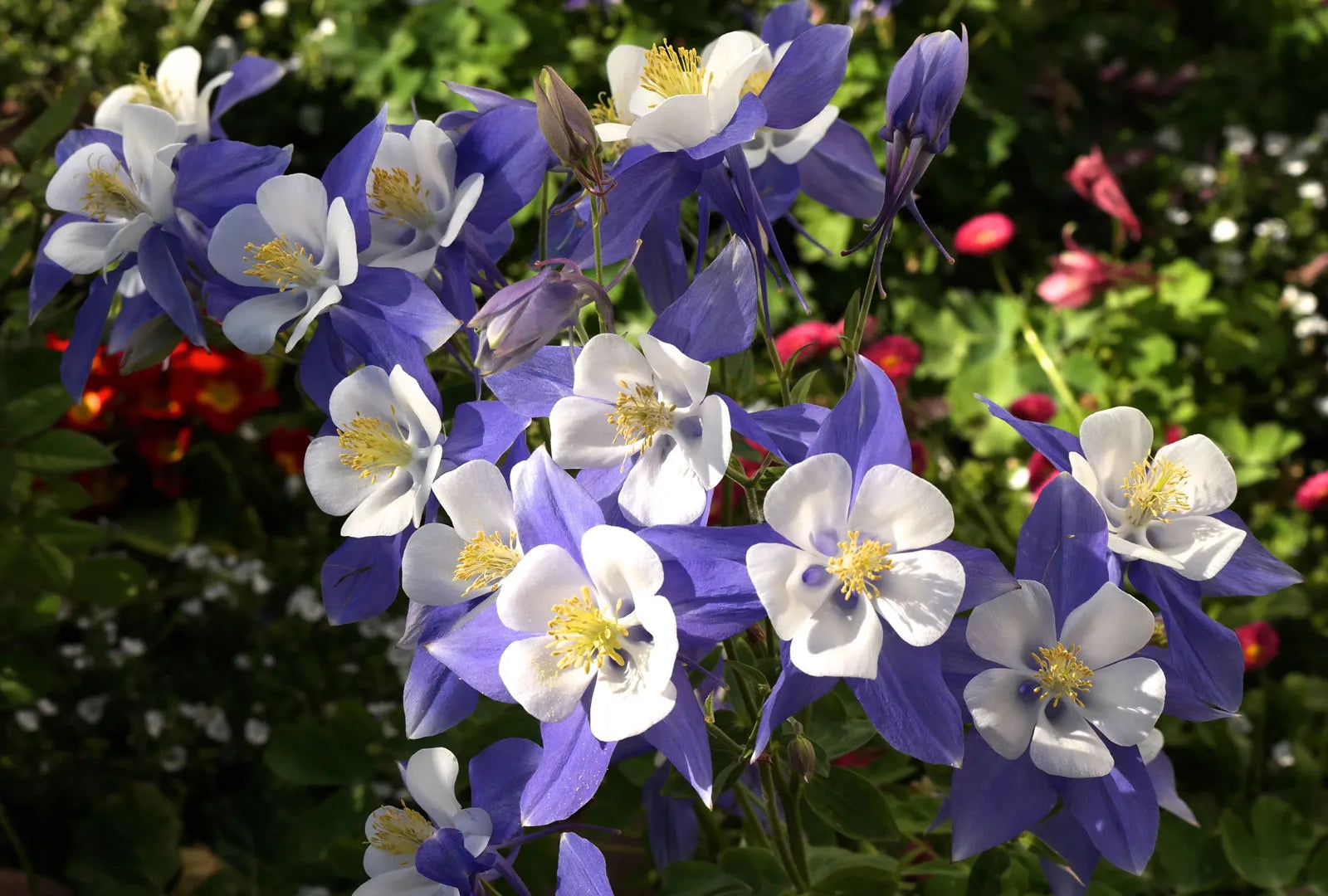 Columbine Flower Seeds For Easy Planting In Woodland Gardens