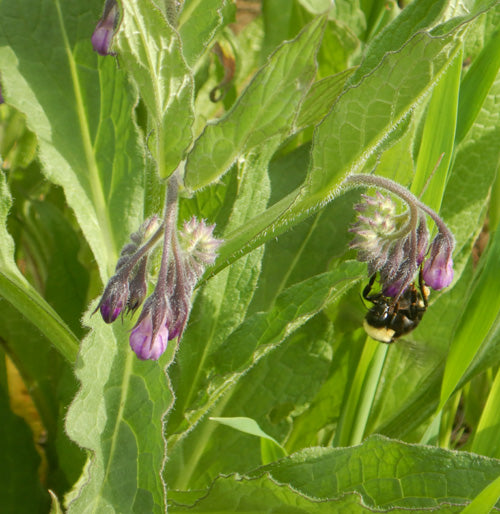 Comfrey (Symphytum officinale) Seeds