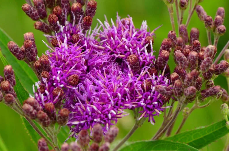 Vernonia (Vernonia Anthelmintica) seeds for planting in home garden