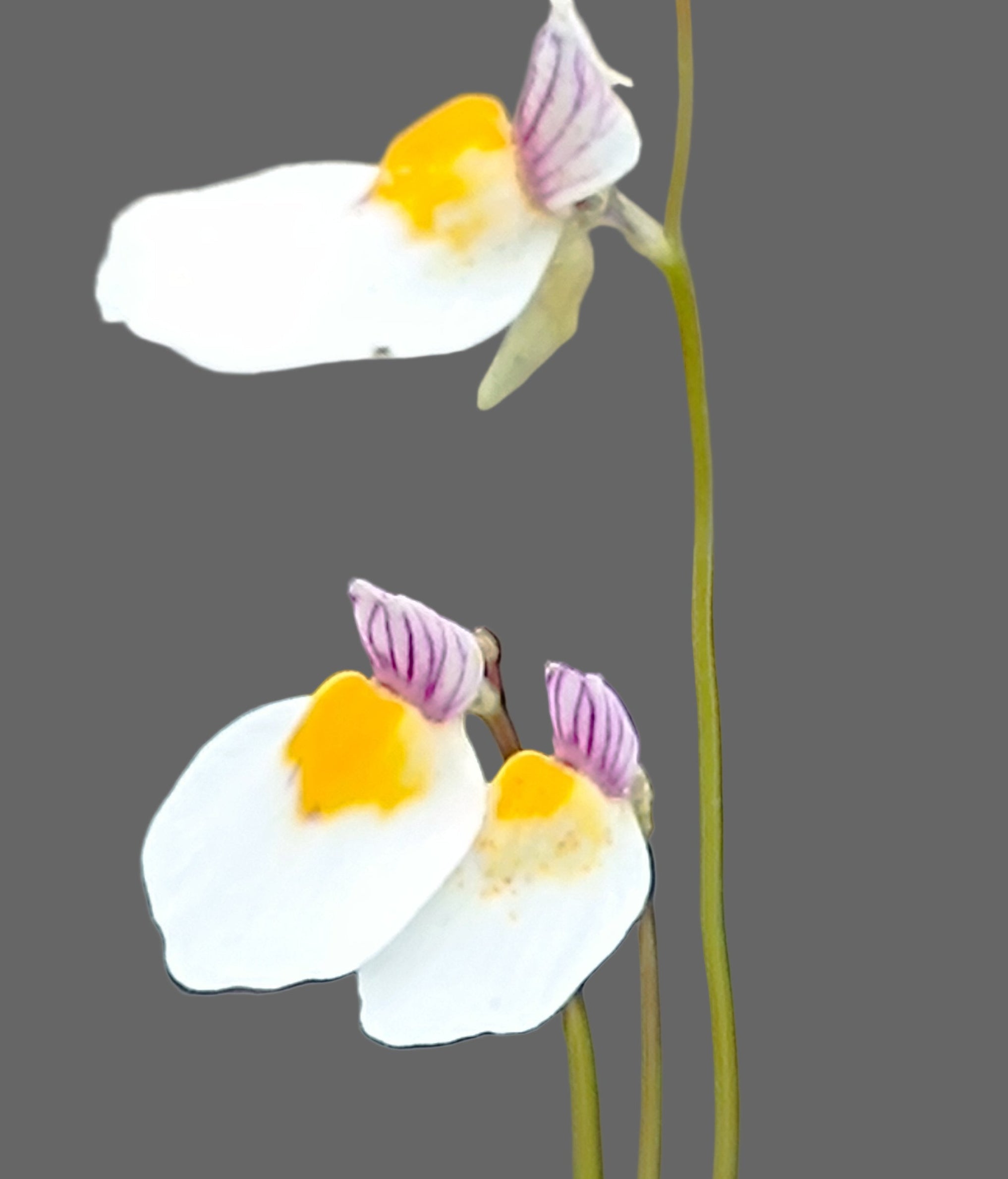 Compact White Blooms for Containers