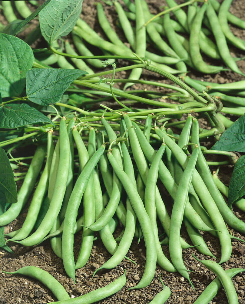 Nutritious Bean Seeds For Planting Vegetable Seeds