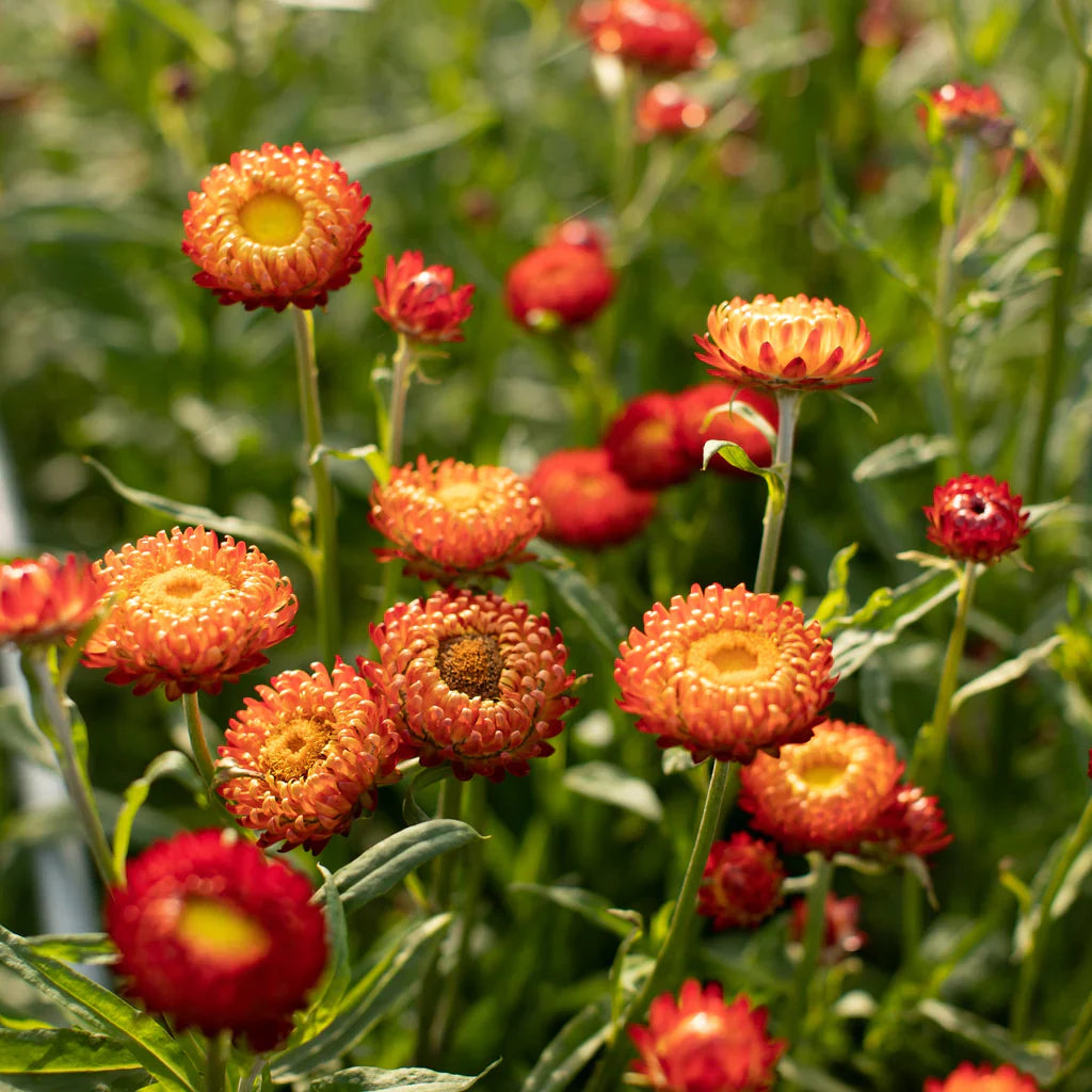 Red Yellow Strawflower Seeds Planting Dried Blooms Flower