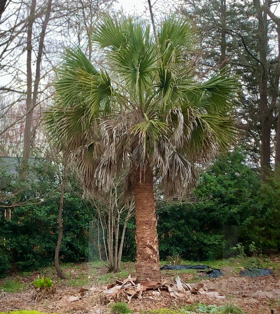 Sabal Palmetto Planting Tree Seeds For Coastal Gardens