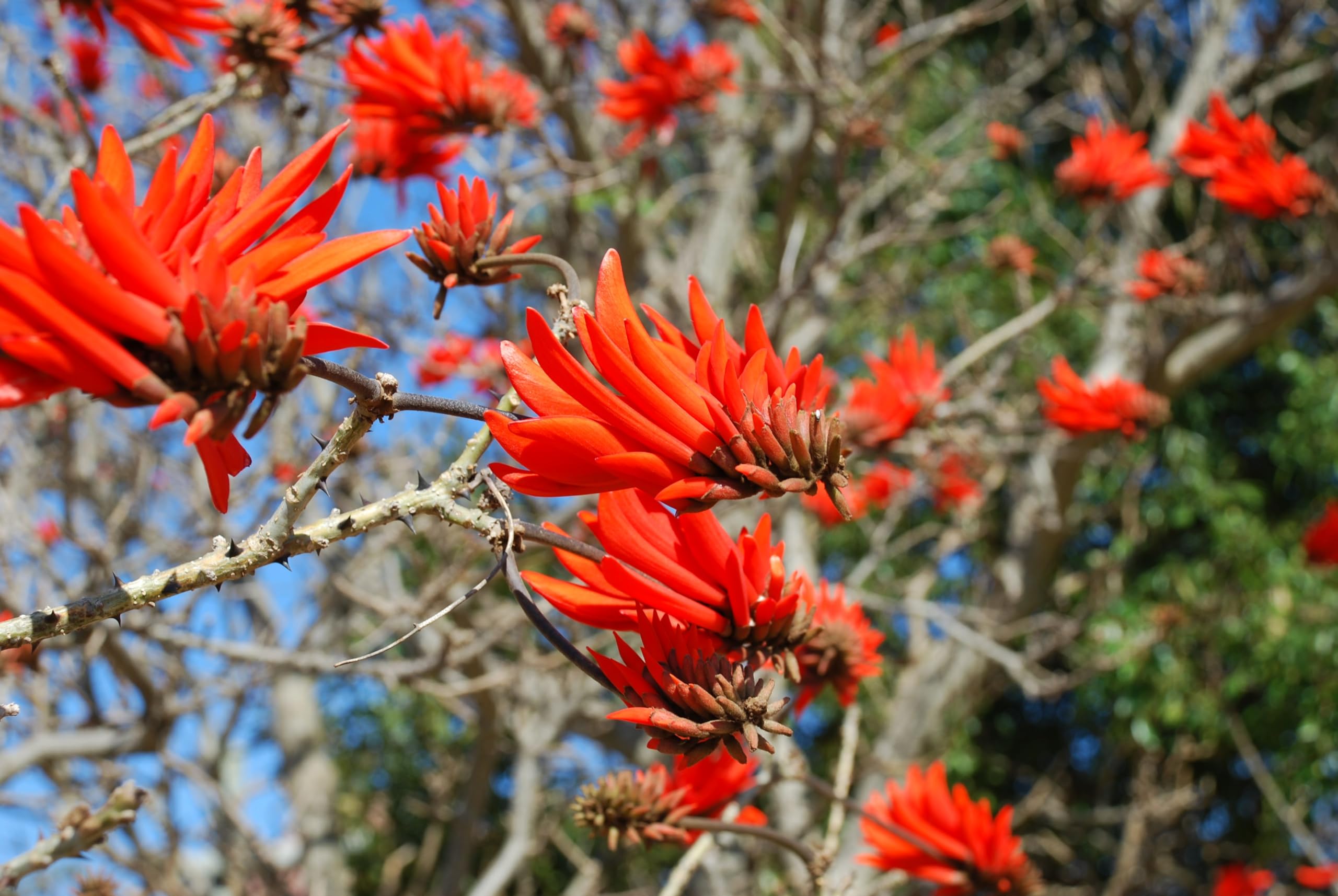 Non GMO Red Erythrina Corallodendron seeds