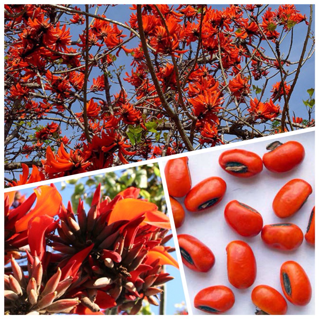 Red Erythrina Coral Tree flowering seeds