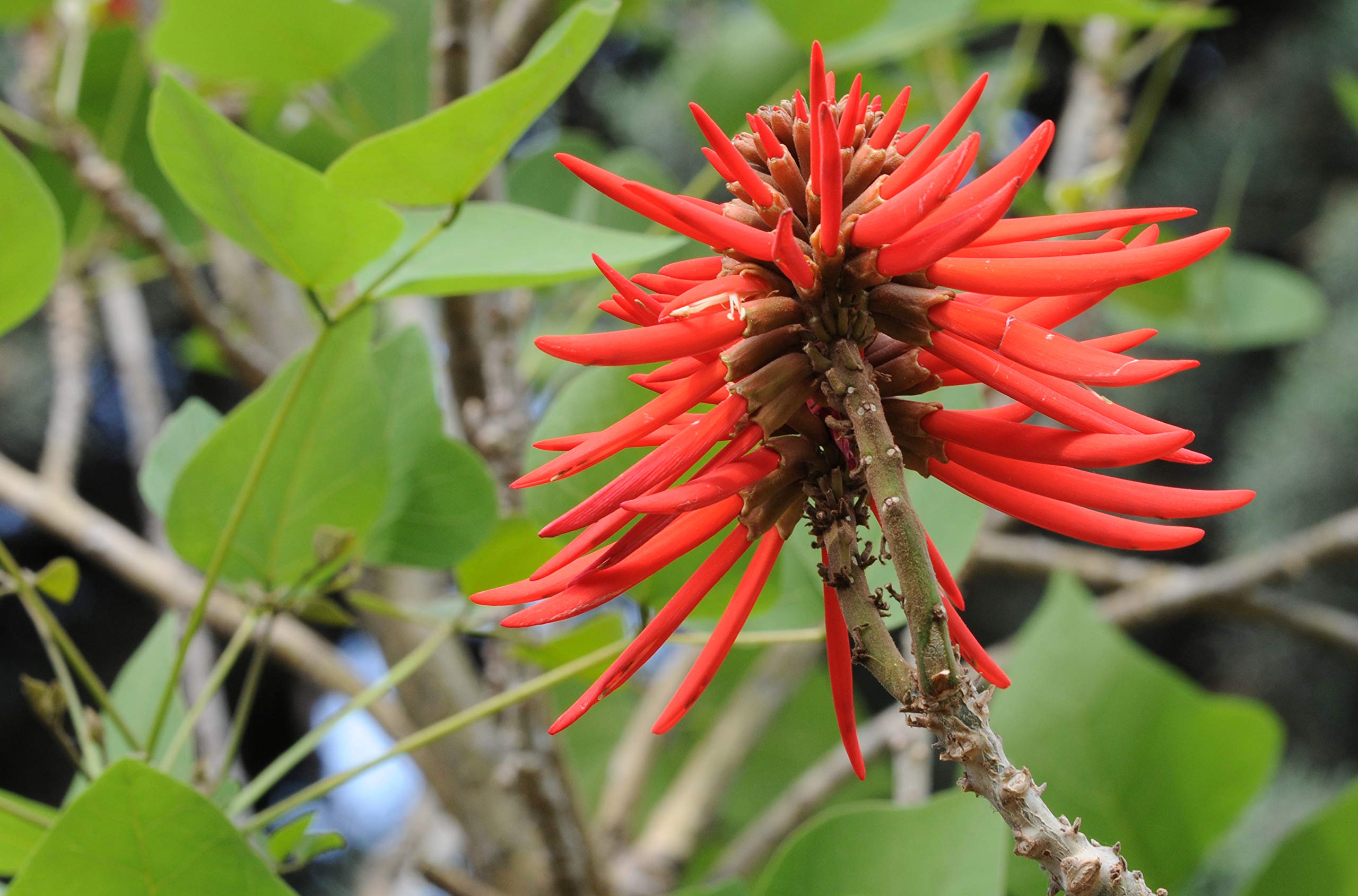 Red Coral Tree seeds for planting