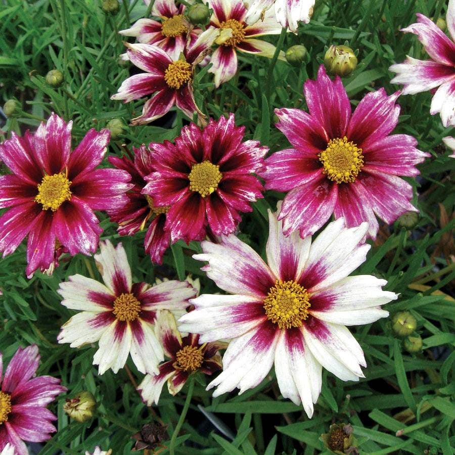 Non GMO White Coreopsis seeds