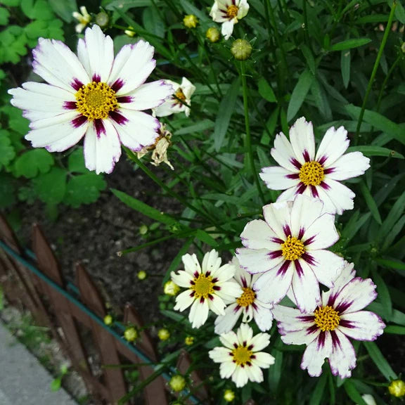 White Coreopsis flowering seeds for gardens