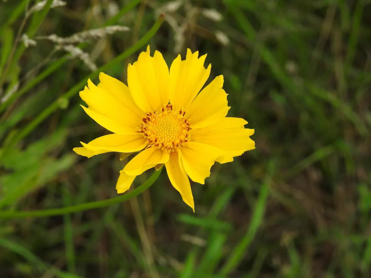 Non GMO Yellow Coreopsis Lance seeds