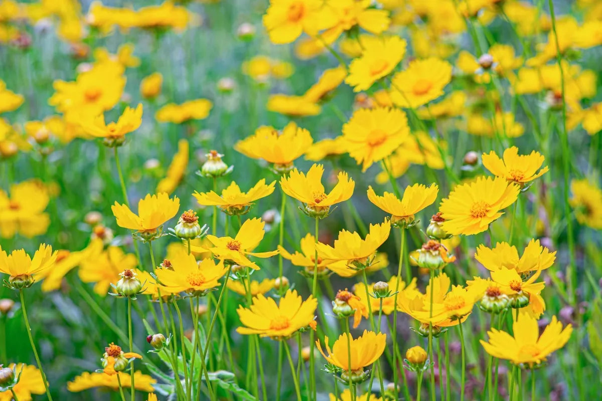 Ornamental Yellow Coreopsis Lance seeds for landscapes