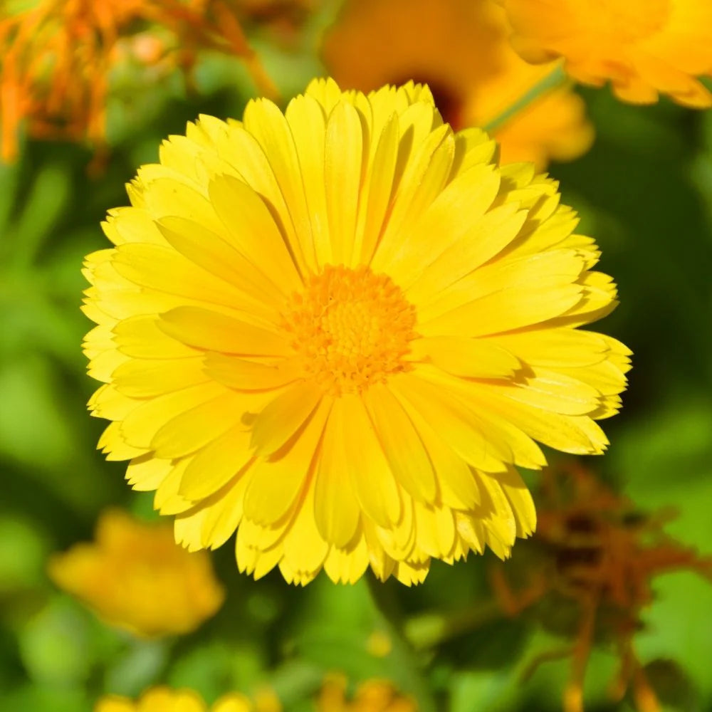 Yellow Coreopsis Lance flowering seeds for gardens