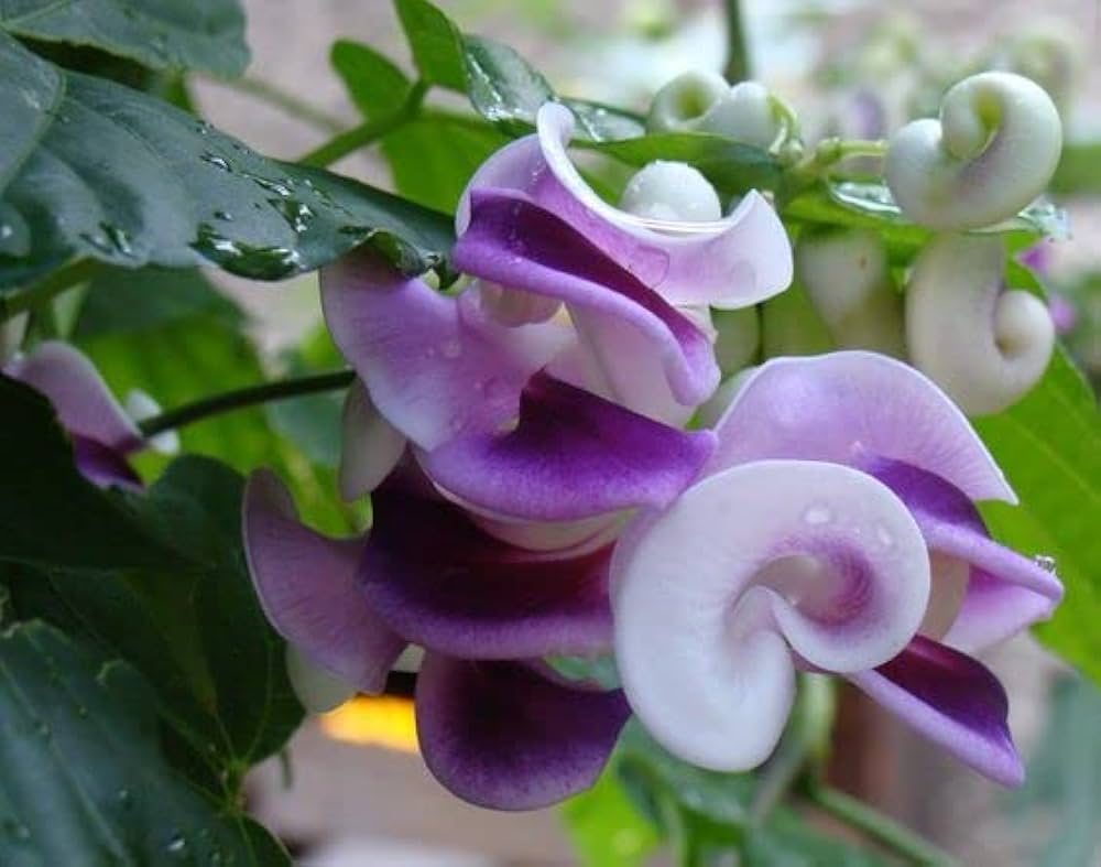 Corkscrew flower snail vine blooms
