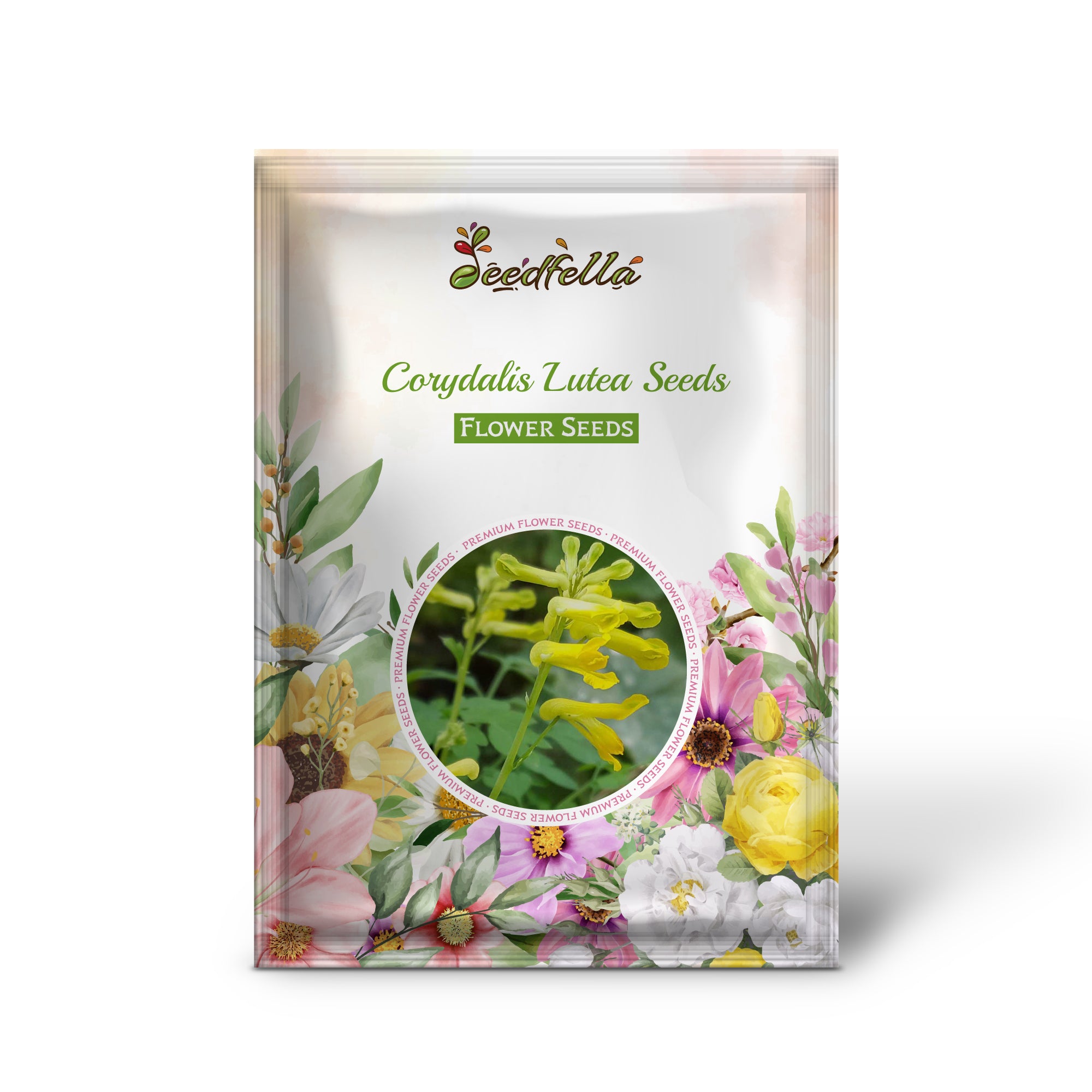 Corydalis Lutea yellow flowers blooming in garden