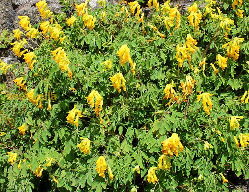 Ornamental Corydalis Lutea flowering plant