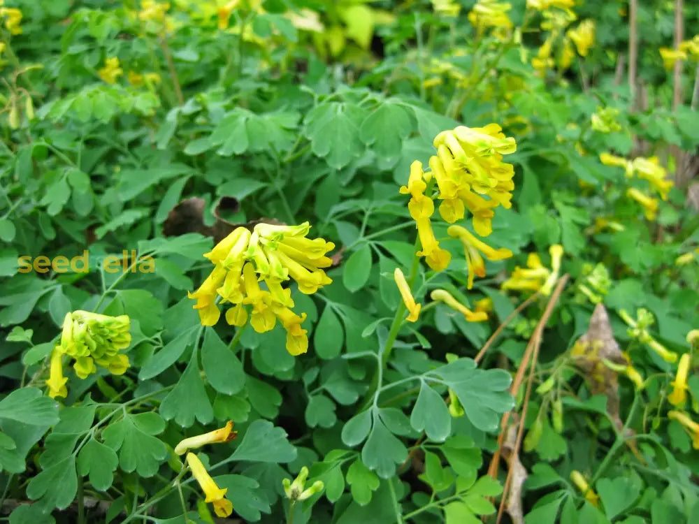 Corydalis Lutea yellow flower seeds for planting