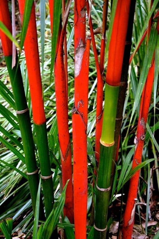Red culms of Costa Rica Bamboo in landscape