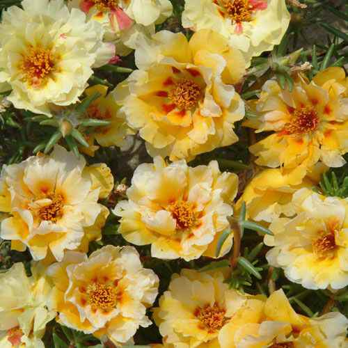 Cream Moss Rose flower seeds
