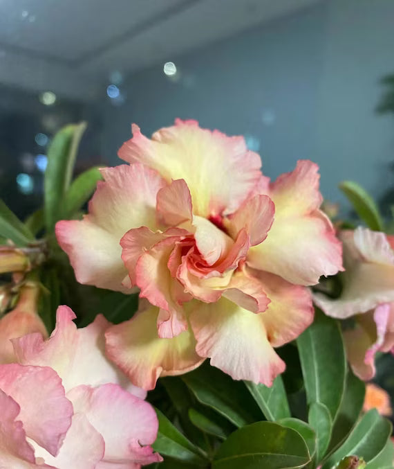 Cream Pink Adenium Obesum caudex trunk growth