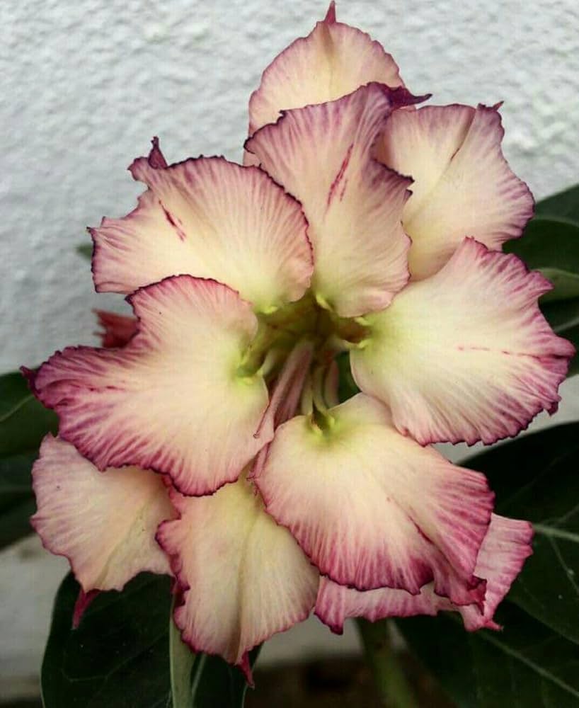 Non GMO Cream Pink Adenium Obesum seeds