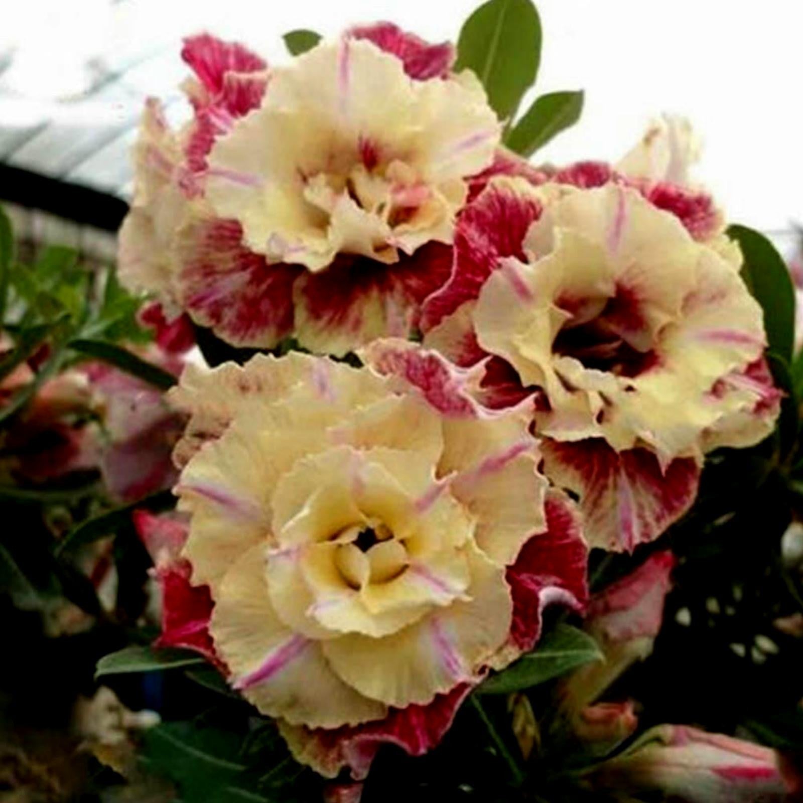 Cream Pink Adenium Obesum flower seeds for planting