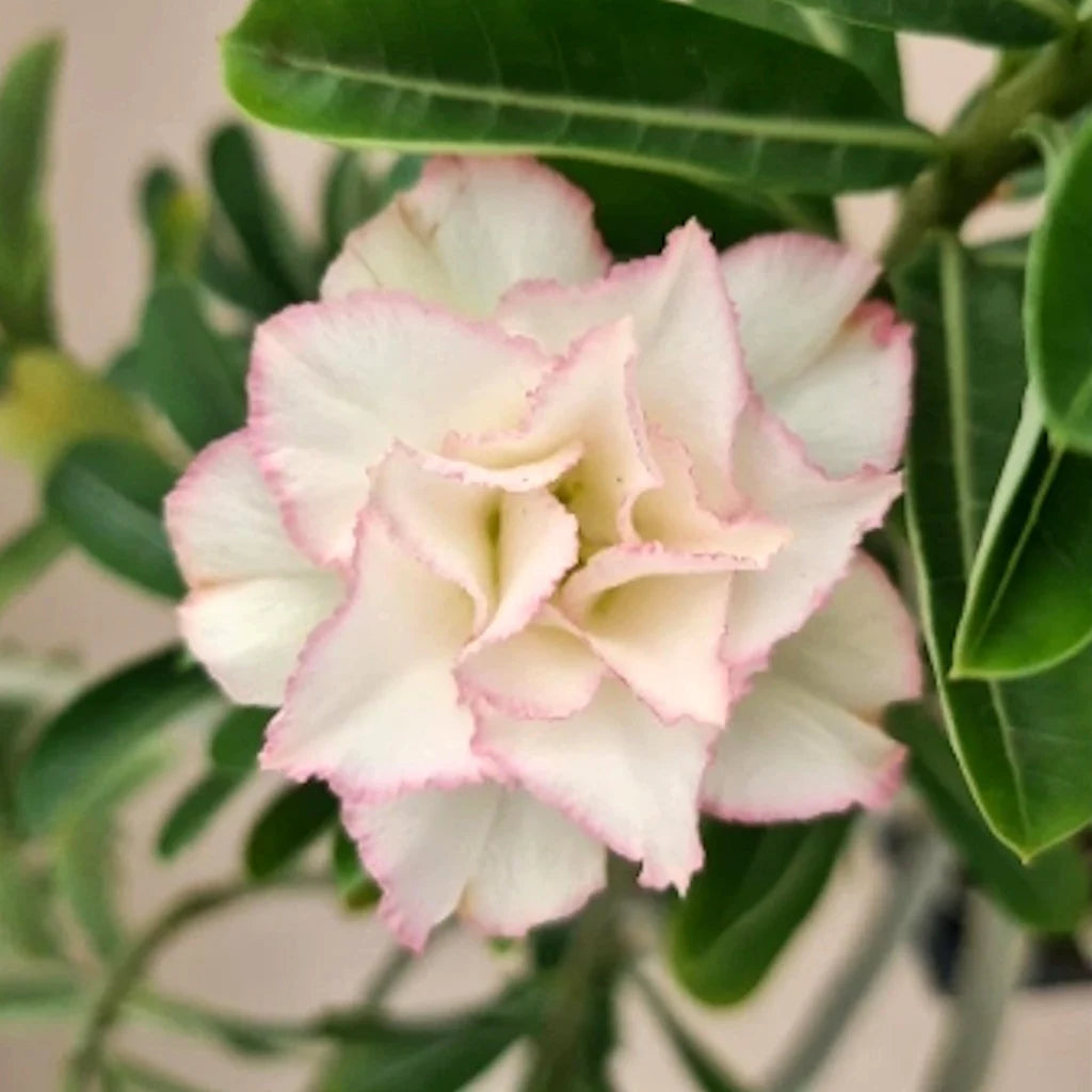 Ornamental Cream Pink Adenium Obesum plant