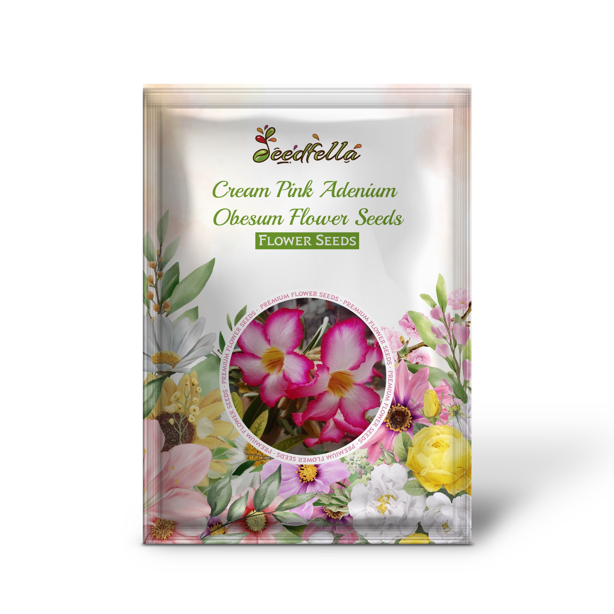 Cream Pink Desert Rose flowers blooming