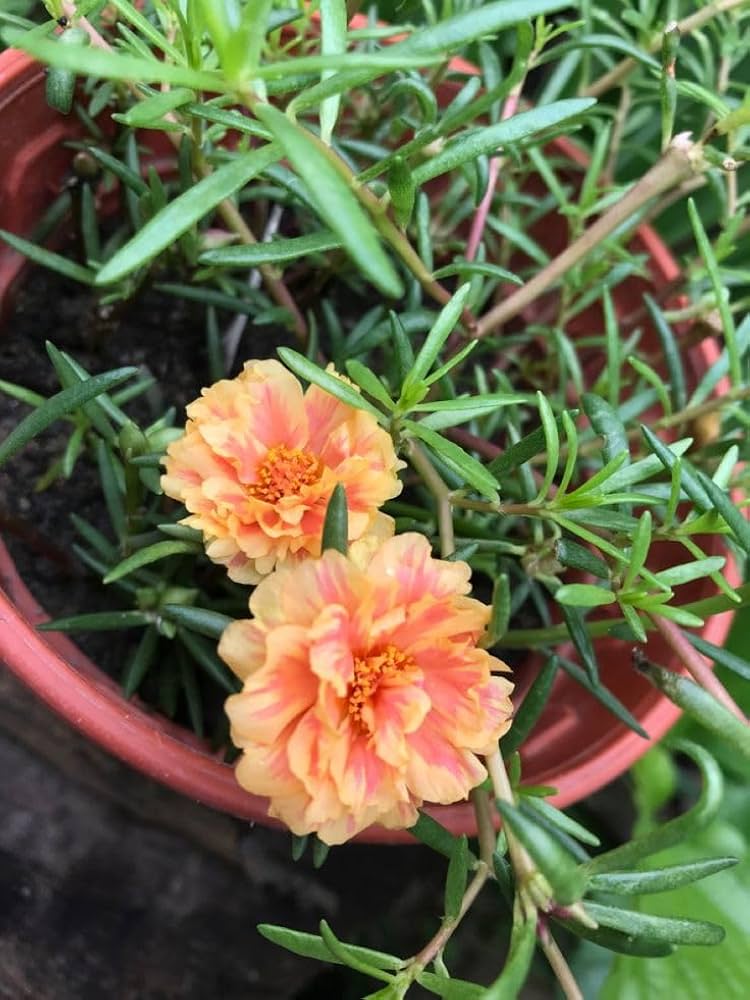 Non GMO Cream Portulaca seeds