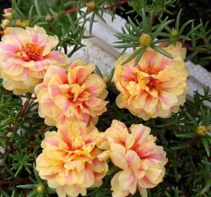 Ornamental Cream Portulaca seeds for gardens