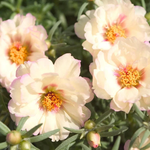 Cream Portulaca seeds for planting