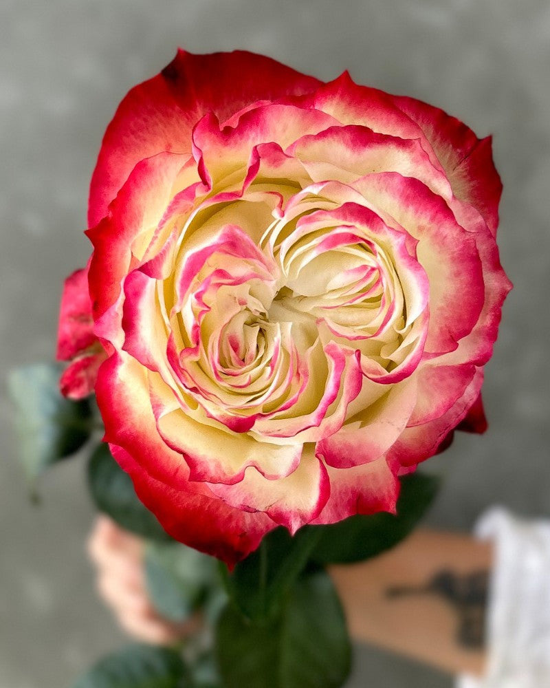 Non GMO Cream Red Spirit Rose seeds