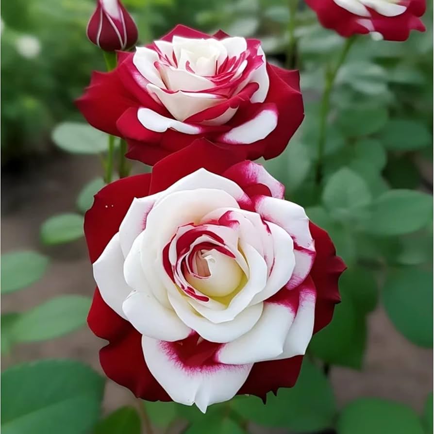 Ornamental Cream Red Spirit Rose flowering plant