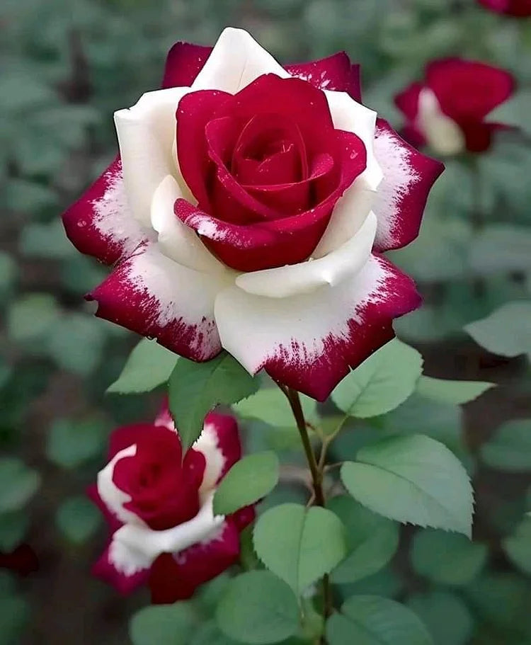 Cream Red Spirit Rose seeds for planting