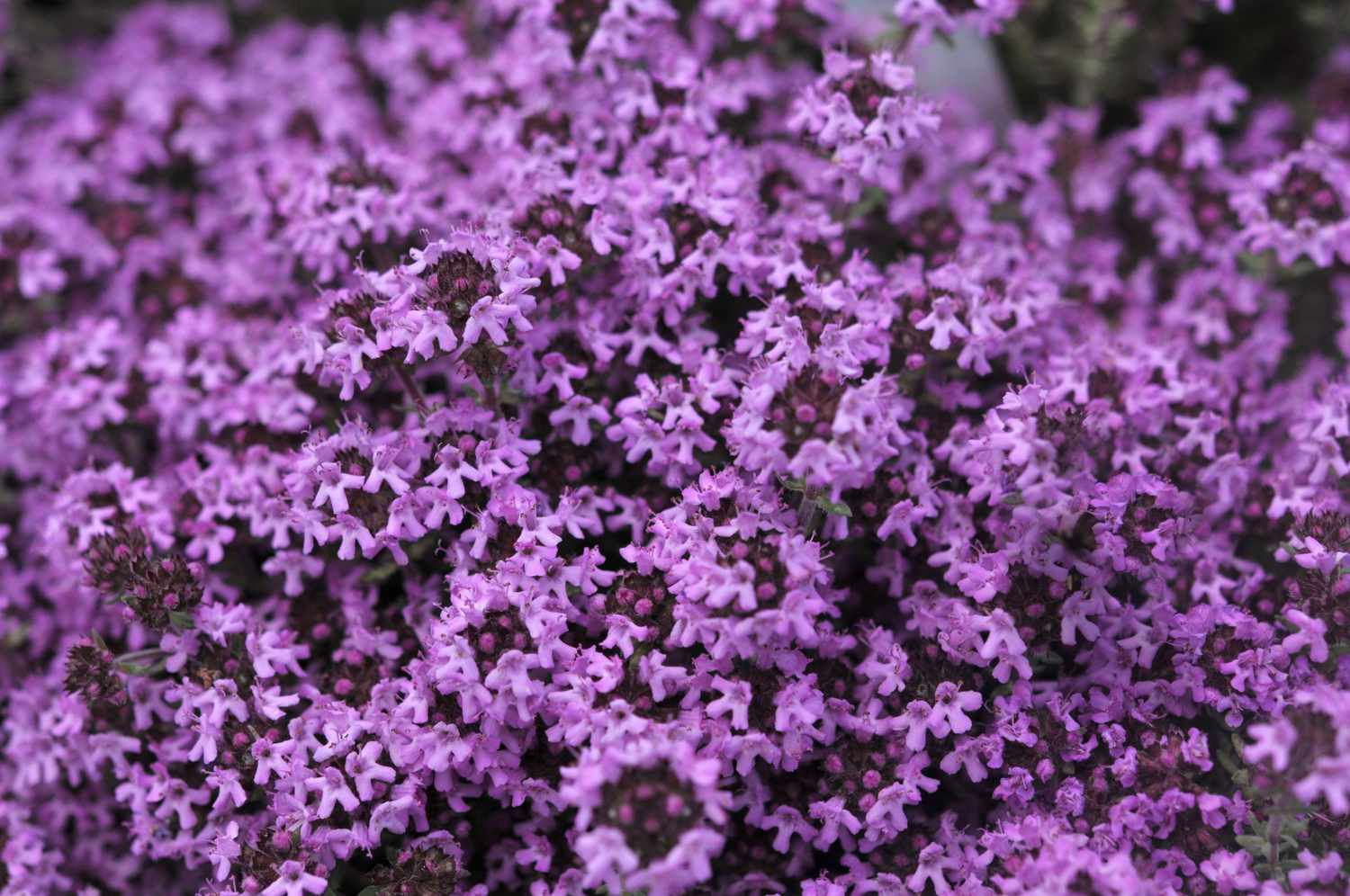 Creeping Thyme in garden bed planting