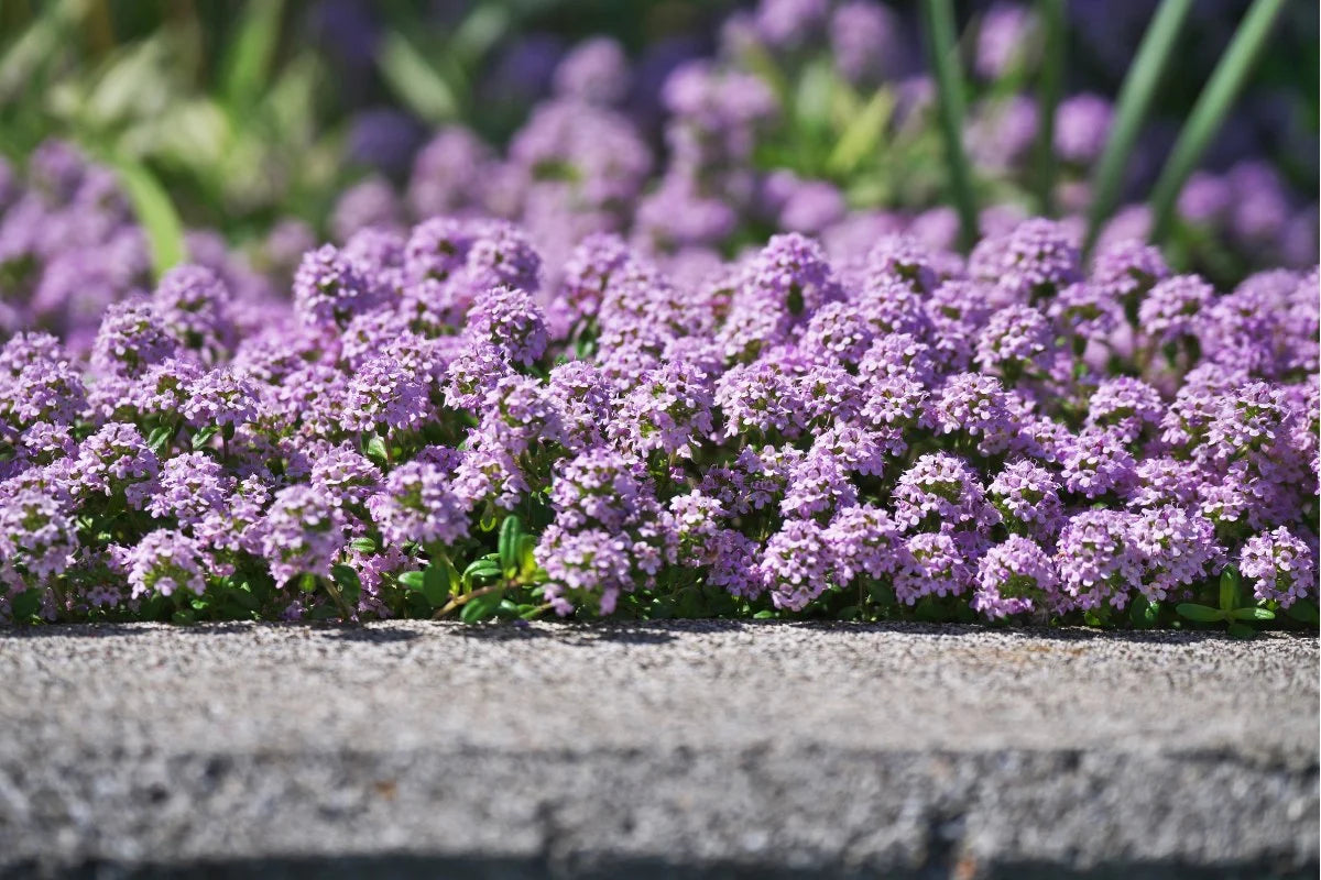 Creeping Thyme flower seeds for planting