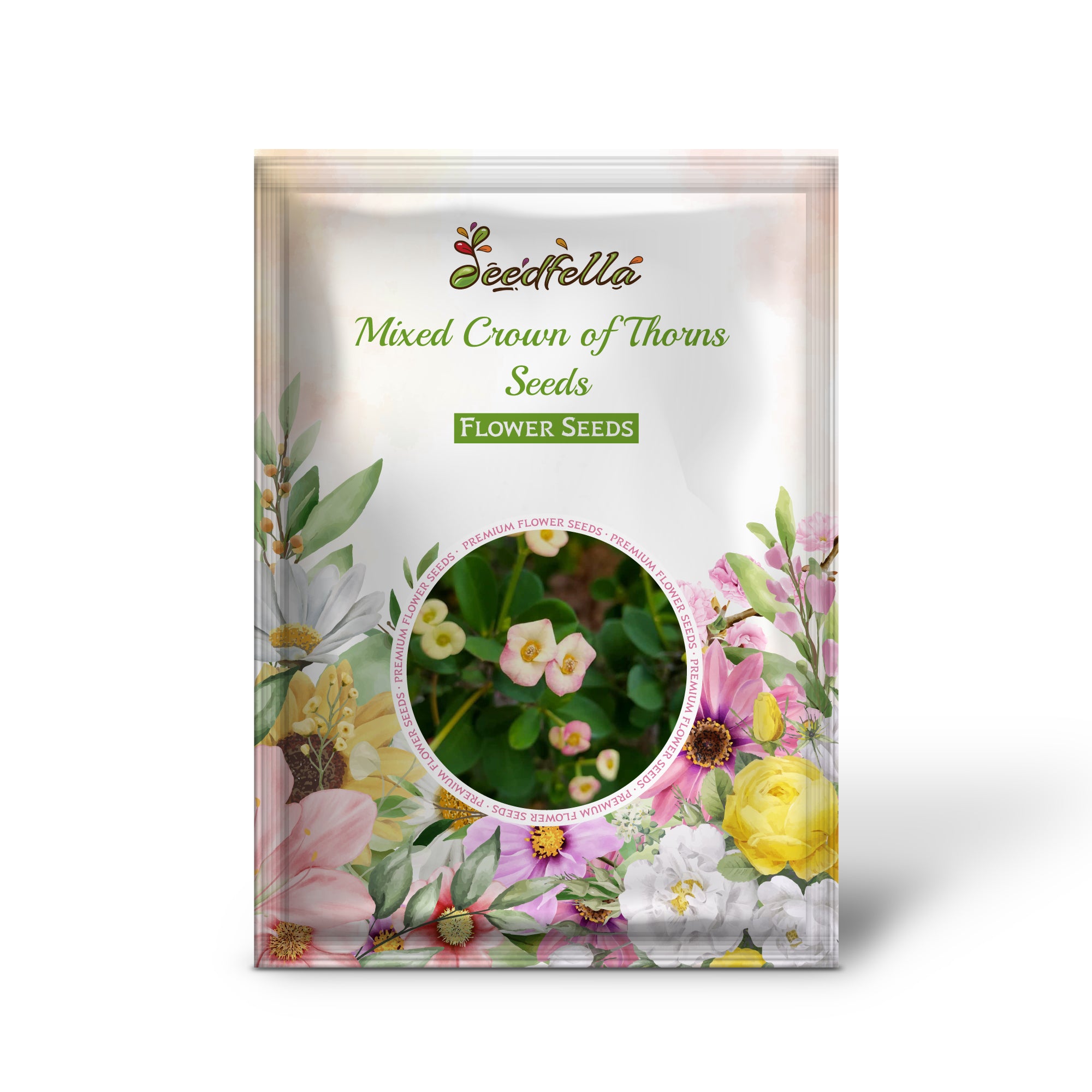 Crown of Thorns mixed color blooms