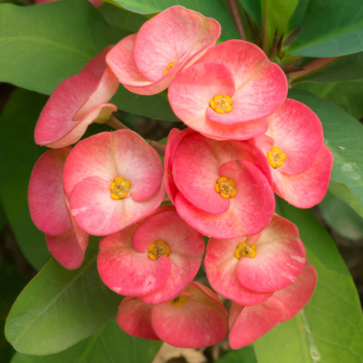 Crown of Thorns in container planting