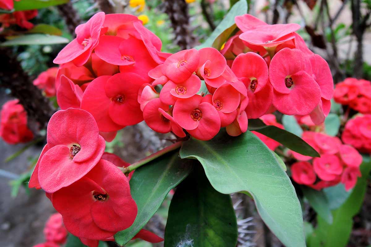 Crown of Thorns plant in garden