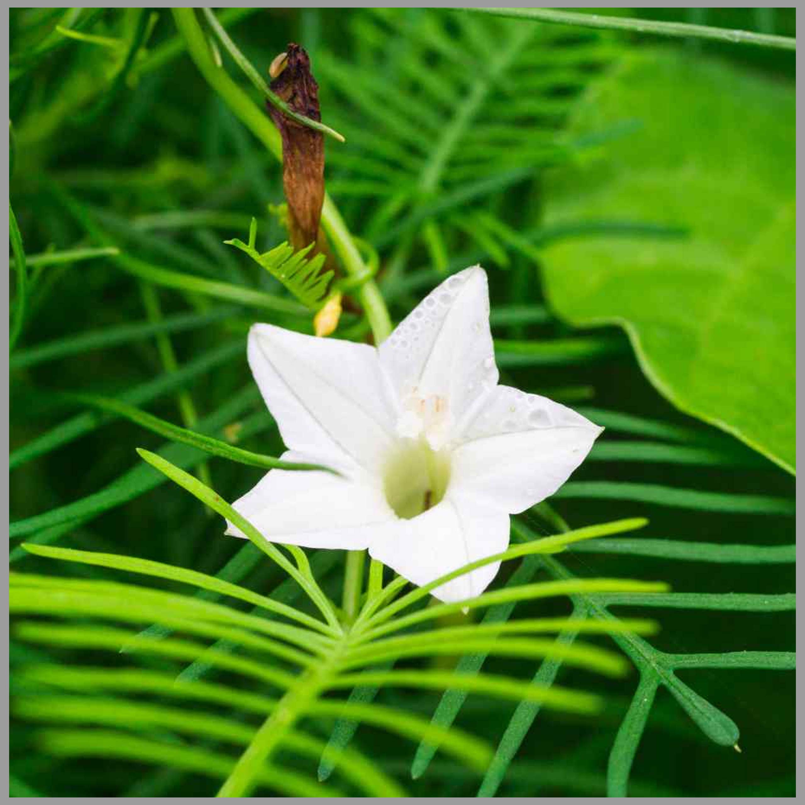 White Cryptolepis flower seeds for planting