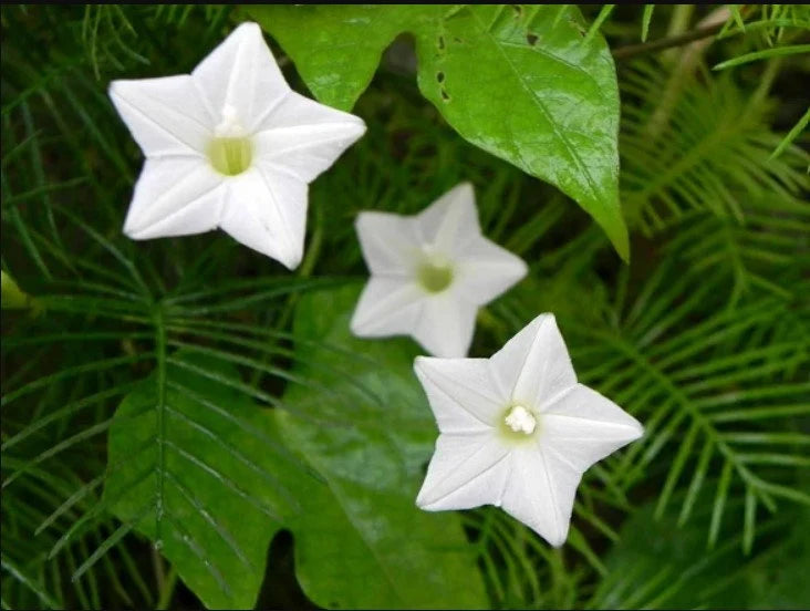 White Cryptolepis flowering seeds for gardens