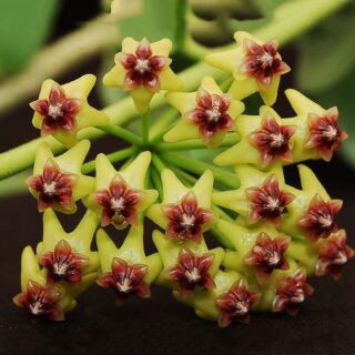 Brighten Your Garden With Hoya Flower Seeds - Light Yellow-Brown Blooms For Colorful Displays